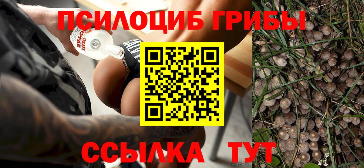 Псилоцибиновые грибы мицелий Электрогорск
